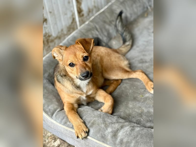 TINCHEN - Kleiner Sonnenschein sucht Für-Immer-Zuhause