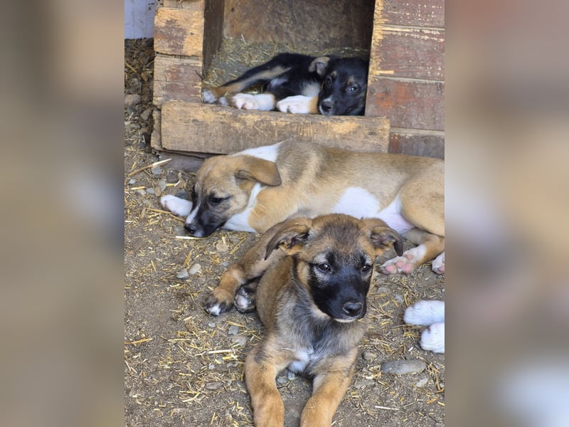 TILLY - Schüchternes Mädchen sucht ihre Familie