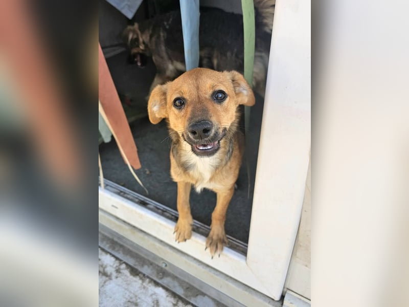 TINCHEN - Kleiner Sonnenschein sucht Für-Immer-Zuhause