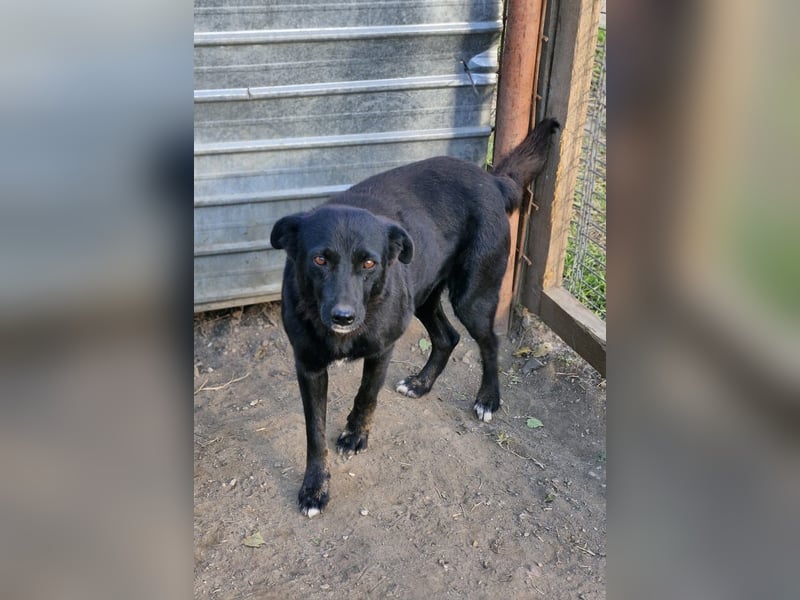 MELOU - freundliche und verschmuste Hündin wünscht sich sehnlichst ihr Zuhause