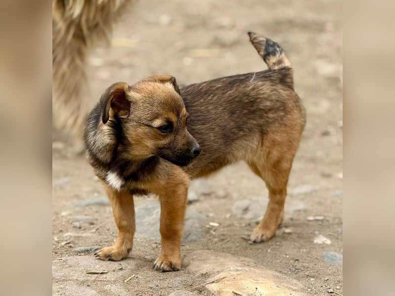 EMELY - Menschenbezogene Hündin sucht schönes Zuhause