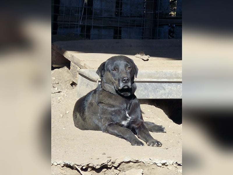 SUERTE - Notfellchen sucht Gnadenplatz