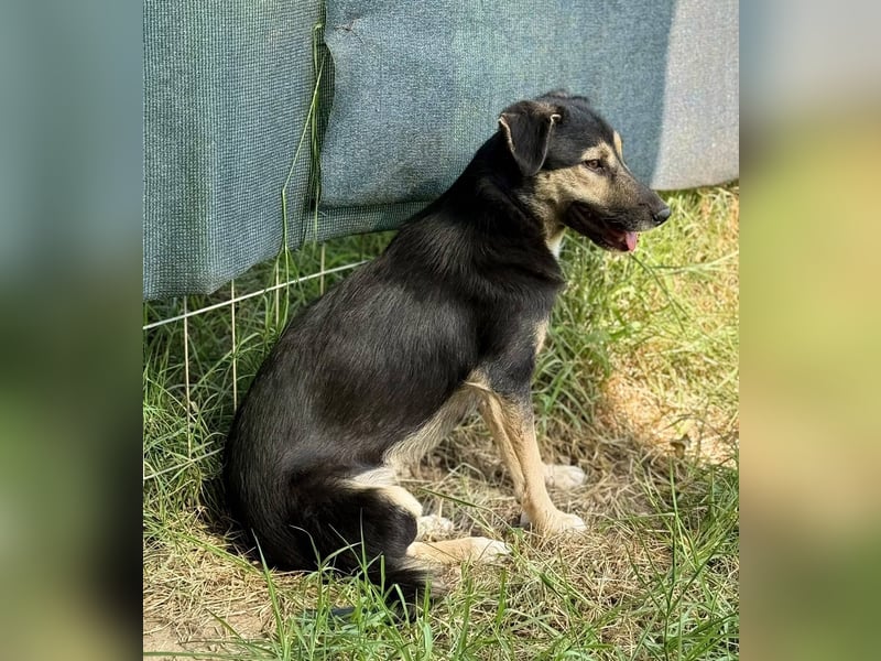 ZOEY - Traum-Hündin sucht aktive Menschen für gemeinsame Abenteuer