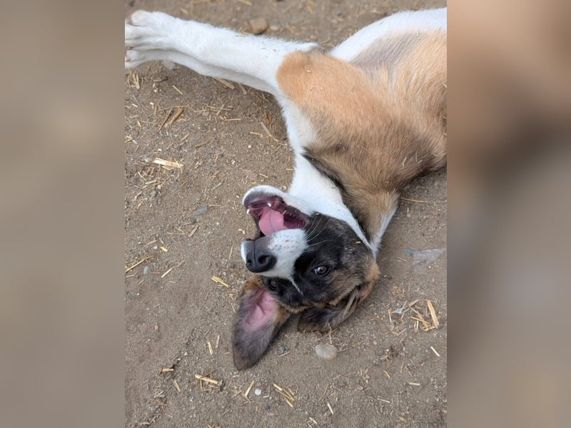 HEMINGWAY - Toller Junge sucht Familie für gemeinsame Abenteuer
