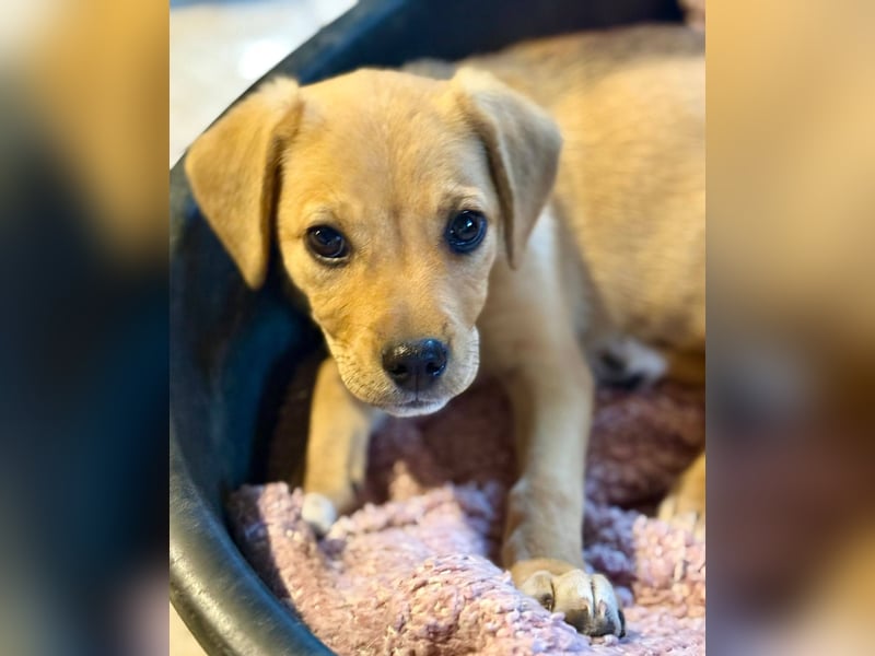 FRITZ THEO - Liebenswerter Hundejunge sucht sein Für-Immer-Zuhause