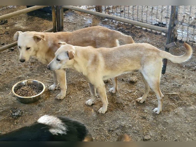 AILO - Freundlicher Rüde sucht seine Familie in 55234 Bechtoldsheim