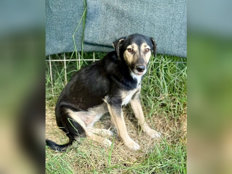 ZOEY - Traum-Hündin sucht aktive Menschen für gemeinsame Abenteuer