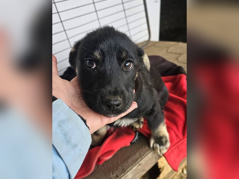 ELOISE - Aufgeschlossenes Mädchen sucht warmes Körbchen