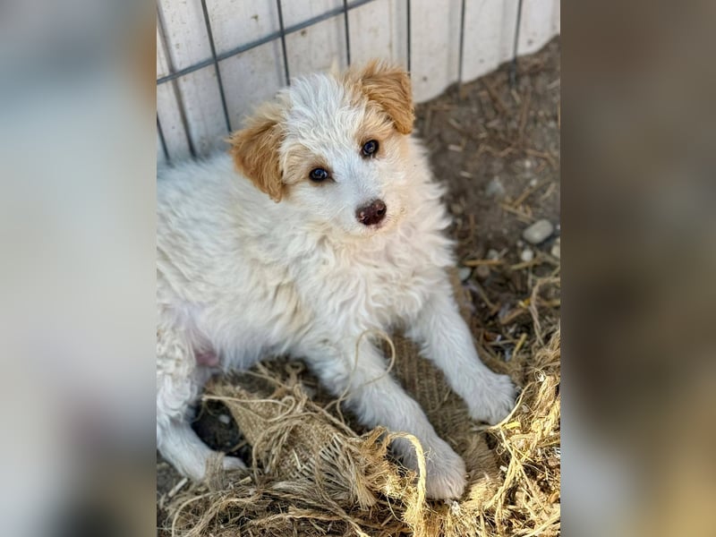 DOMINO - Aufgeschlossener, junger Mann sucht seine Lieblingsmenschen