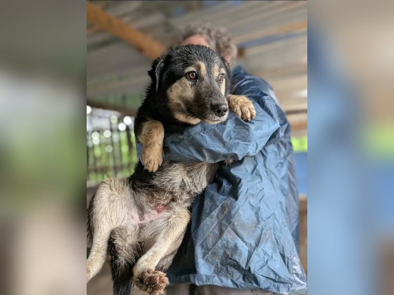 ZOEY - Traum-Hündin sucht aktive Menschen für gemeinsame Abenteuer