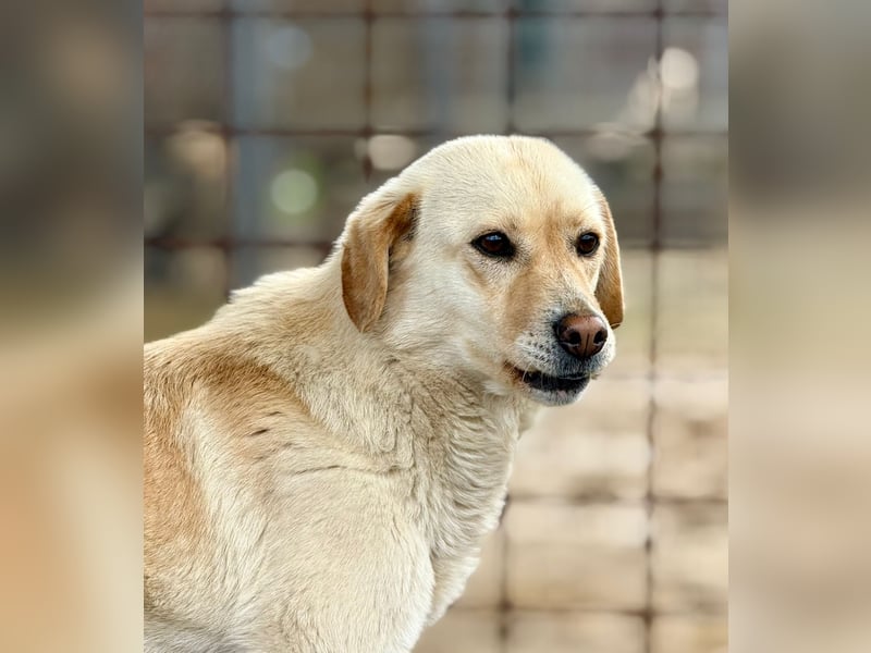 LORRAINE - super freundliche Maus wünscht sich aktive Familie
