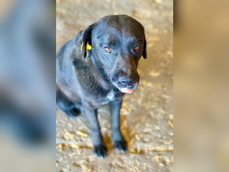 SUERTE - Notfellchen sucht Gnadenplatz