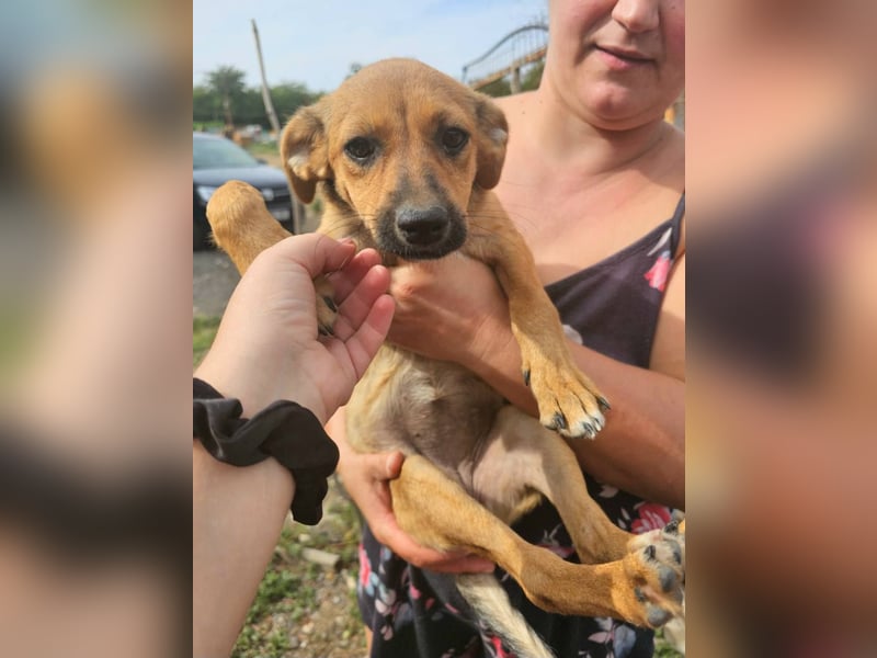 TINCHEN - Kleiner Sonnenschein sucht Für-Immer-Zuhause