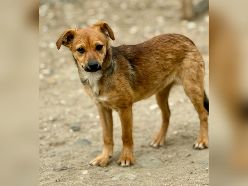 TINCHEN - Kleiner Sonnenschein sucht Für-Immer-Zuhause