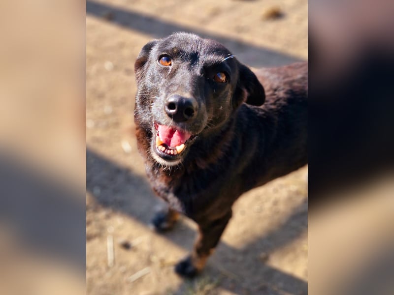 MELOU - freundliche und verschmuste Hündin wünscht sich sehnlichst ihr Zuhause