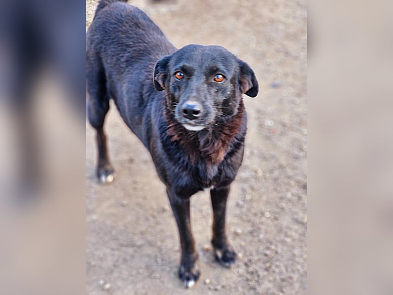 MELOU - freundliche und verschmuste Hündin wünscht sich sehnlichst ihr Zuhause