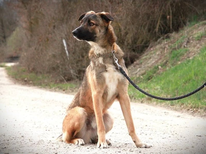 BOOTSMANN - Sucht erfahrene Menschen in 84152 Mengkofen