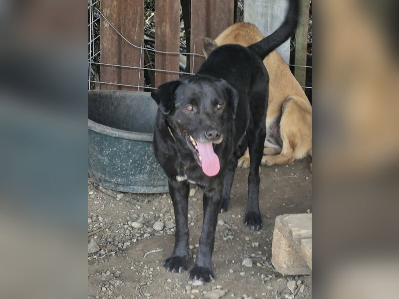 SUERTE - Notfellchen sucht Gnadenplatz