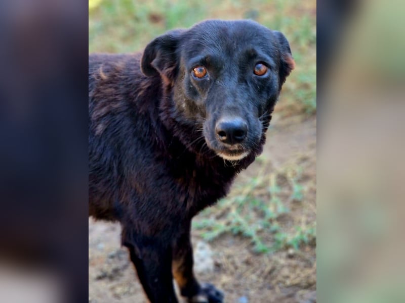 MELOU - freundliche und verschmuste Hündin wünscht sich sehnlichst ihr Zuhause