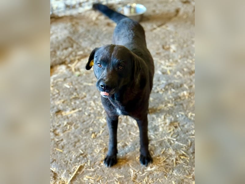 SUERTE - Notfellchen sucht Gnadenplatz