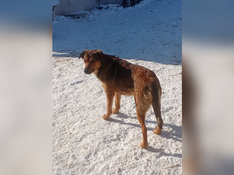 ALBINA - neugierige junge Hündin wünscht sich ein Zuhause bei lieben Menschen