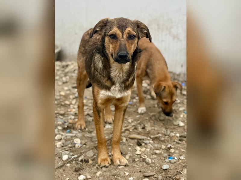 ALBINA - neugierige junge Hündin wünscht sich ein Zuhause bei lieben Menschen