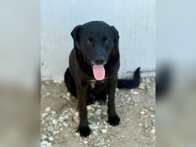 SUERTE - Superfreundlicher Bub wünscht sich liebevolle Familie