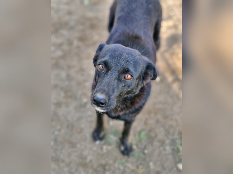 MELOU - freundliche und verschmuste Hündin wünscht sich sehnlichst ihr Zuhause