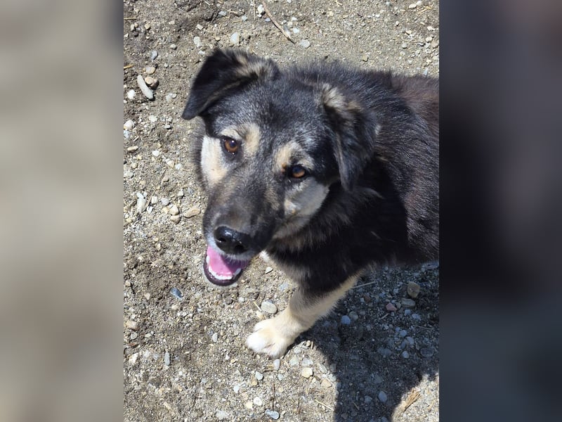 ZOEY - Traum-Hündin sucht aktive Menschen für gemeinsame Abenteuer