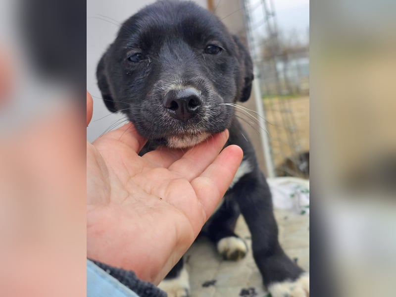 DARCY - Lebensfrohe Hündin wartet auf ihren Start ins Leben