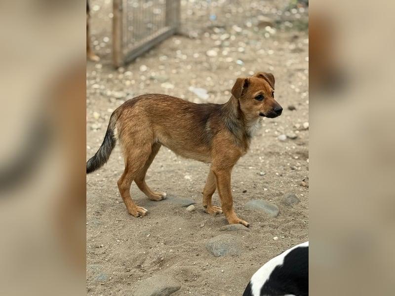 TINCHEN - Kleiner Sonnenschein sucht Für-Immer-Zuhause