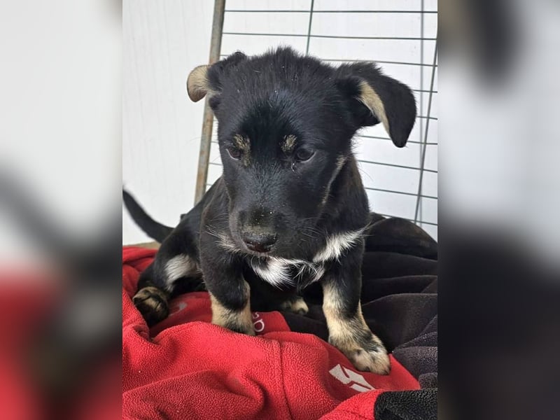 ELOISE - Aufgeschlossenes Mädchen sucht warmes Körbchen