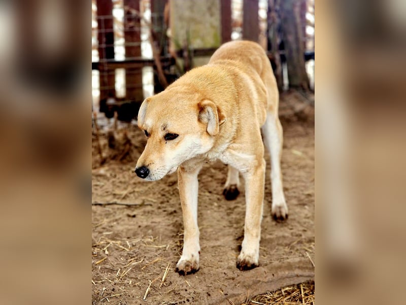 PEGGY - Wünscht sich schon so lange ein schönes Zuhause