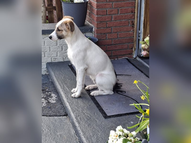 ROOSEVELT - Junger Bub wartet in 26629 Großefehn auf sein Für-Immer-Zuhause