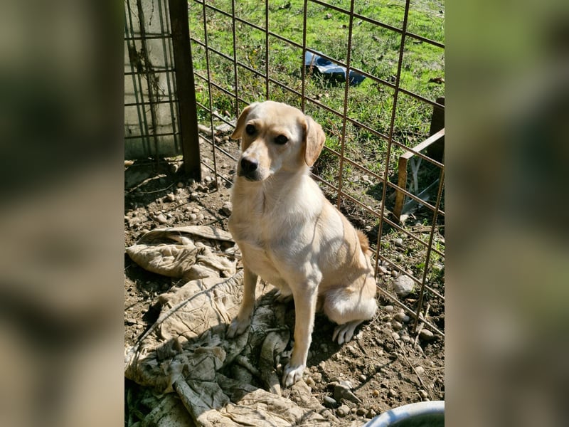 LORRAINE - super freundliche Maus wünscht sich aktive Familie