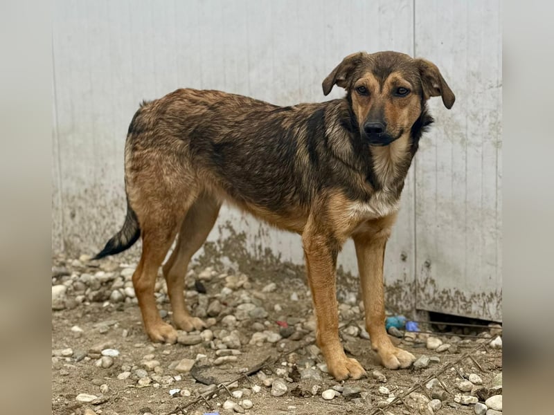 ALBINA - neugierige junge Hündin wünscht sich ein Zuhause bei lieben Menschen
