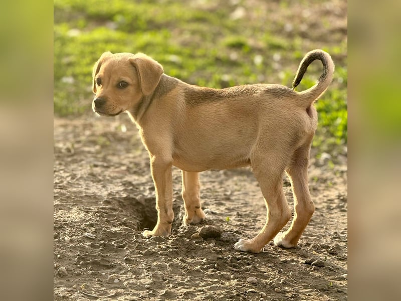 FRITZ THEO - Liebenswerter Hundejunge sucht sein Für-Immer-Zuhause