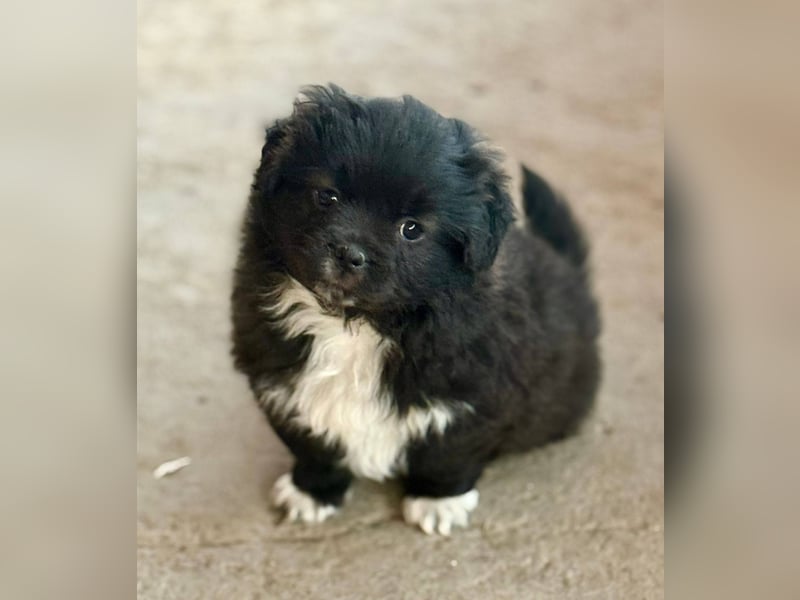 GINNY - Kleine Wuschelmaus sucht ihre Familie