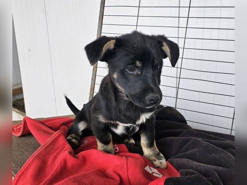 ELOISE - Aufgeschlossenes Mädchen sucht warmes Körbchen