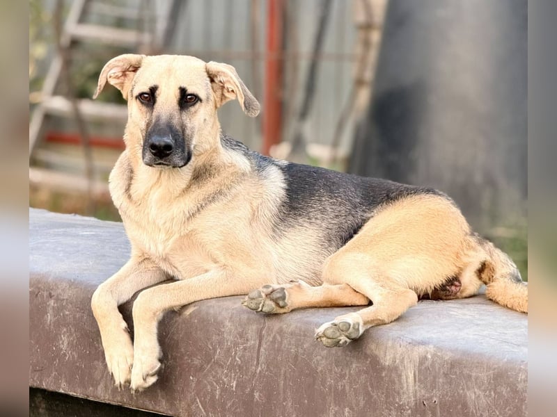 CHARLOTTE - Herzenshündin sucht dringend einen Gnadenplatz