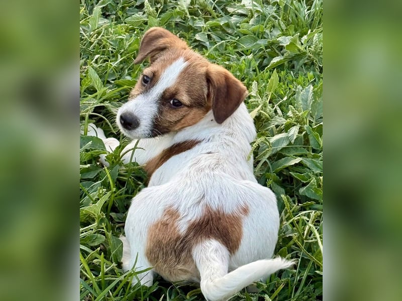 CHAMPION - Freundlicher, junger Bub sucht seine Menschen für gemeinsame Abenteuer