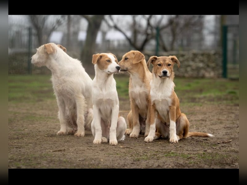 Barney wünscht sich seine Familie