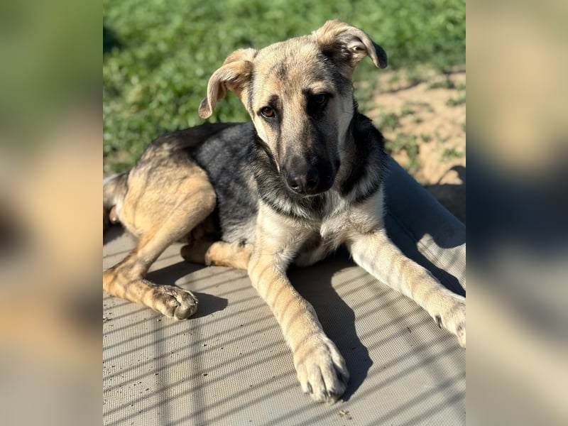 CHARLOTTE - Herzenshündin sucht dringend einen Gnadenplatz