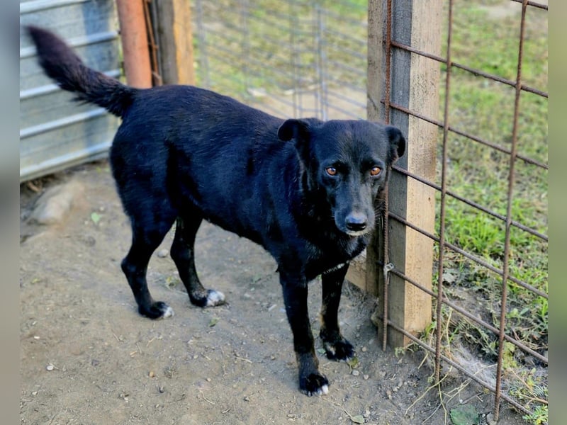 MELOU - freundliche und verschmuste Hündin wünscht sich sehnlichst ihr Zuhause