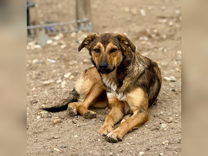 ALBINA - neugierige junge Hündin wünscht sich ein Zuhause bei lieben Menschen