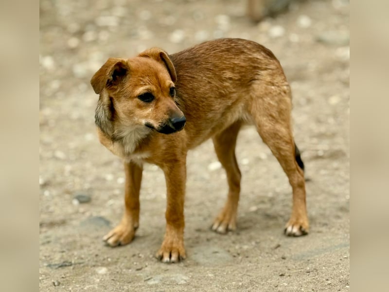 TINCHEN - Kleiner Sonnenschein sucht Für-Immer-Zuhause