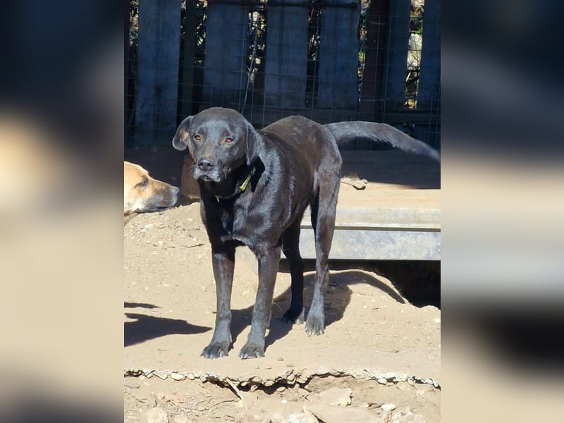 SUERTE - Notfellchen sucht Gnadenplatz