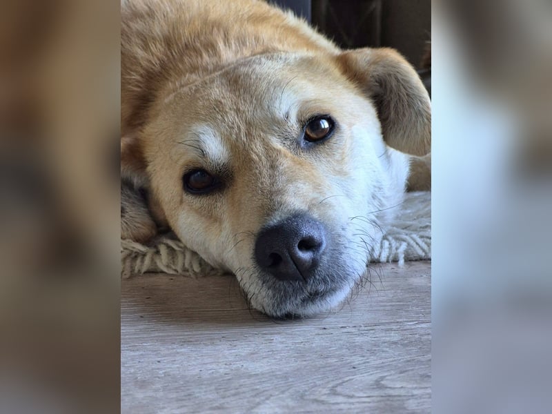 PEGGY - Sanfte und freundliche Hündin sucht ihren sicheren Hafen