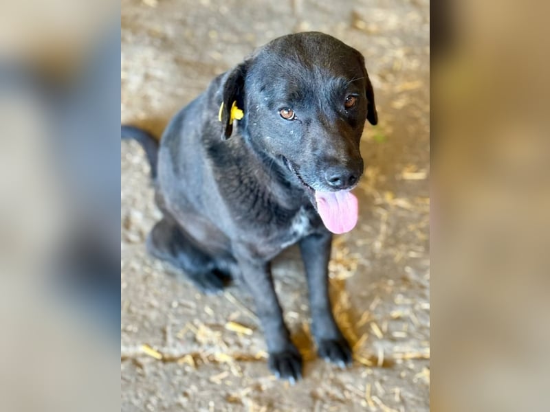 SUERTE - Notfellchen sucht Gnadenplatz