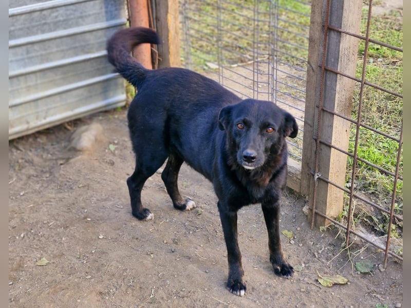 MELOU - freundliche und verschmuste Hündin wünscht sich sehnlichst ihr Zuhause